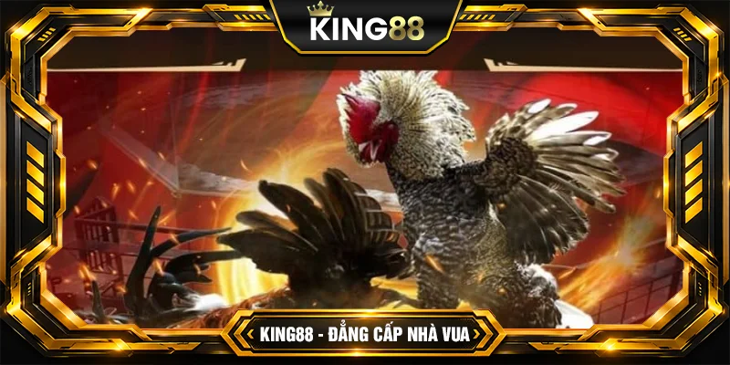 Kinh Nghiệm Bắt Kèo Đá Gà Cựa Sắt Nắm Chắc Phần Thắng tại King88 Kinh Nghiệm Bắt Kèo Đá Gà Cựa Sắt Nắm Chắc Phần Thắng tại King88
