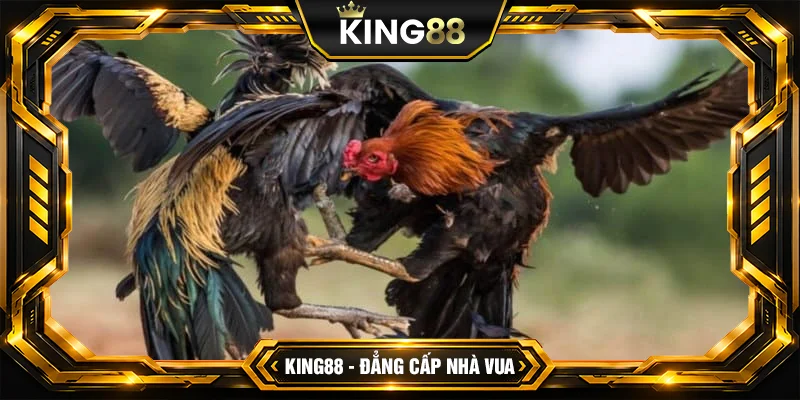 Chọn Tướng Gà Đá Chuẩn