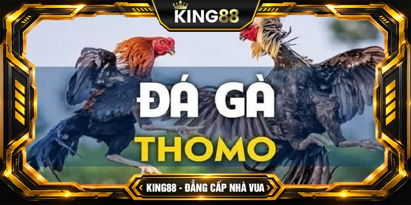 Đá Gà Thomo Là Gì Luật Chơi Đá Gà Chuẩn Tại KING88 - Sao chép Đá Gà Thomo Là Gì Luật Chơi Đá Gà Chuẩn Tại KING88 - Sao chép