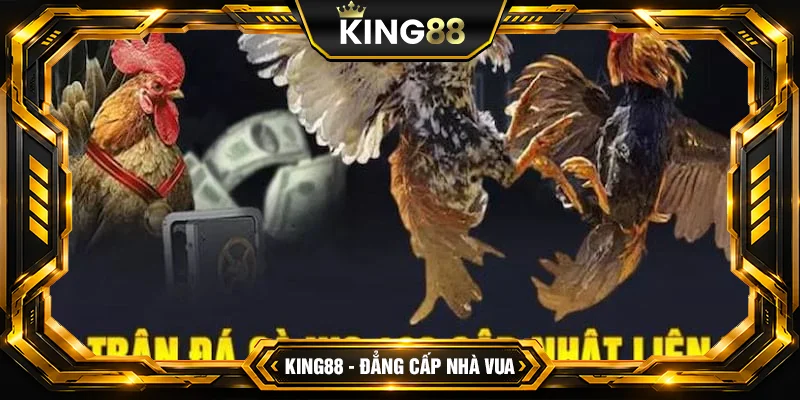Đá Gà WS168 King88 – Đấu Trường Online Số 1 Đá Gà WS168 King88 – Đấu Trường Online Số 1