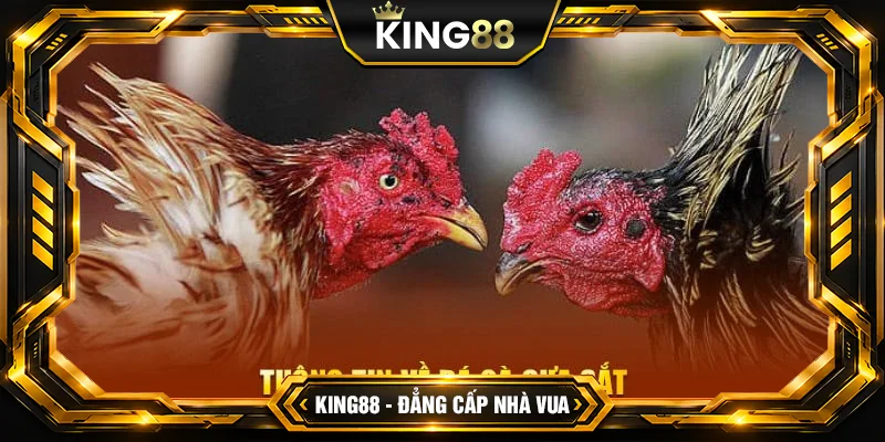 Đá Gà Cựa Sắt Đỉnh Cao - Bí Quyết Thắng Lớn Cho Cao Thủ Đá Gà Cựa Sắt Đỉnh Cao - Bí Quyết Thắng Lớn Cho Cao Thủ